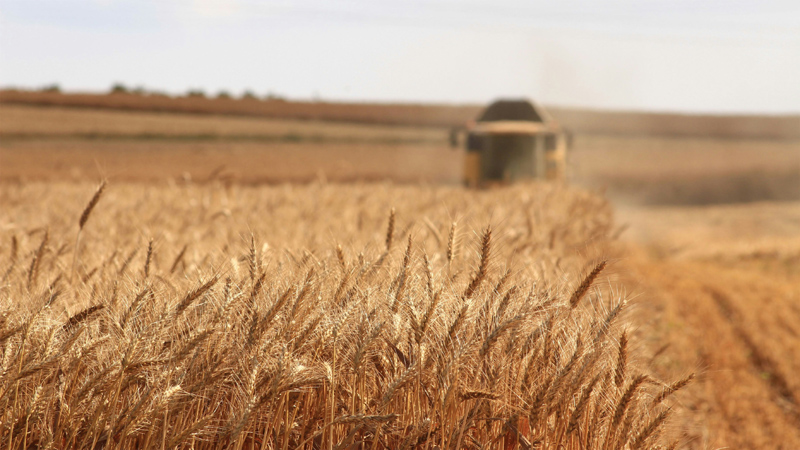 Raccolto agricolo e controllo qualità